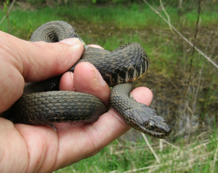 Northern Water Snake